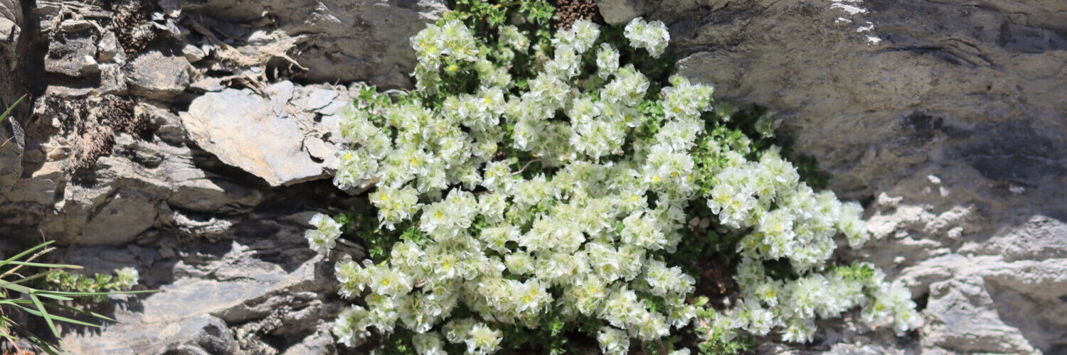 Parution de notre Bulletin Plantes de Montagnes et de Rocailles N° 291, du mois de décembre 2024